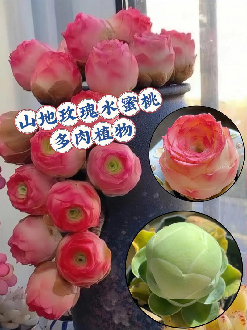 玫瑰多肉有哪些品种?-图1 玫瑰多肉有哪些品种?-图1