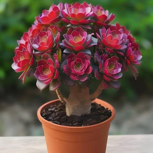 玫瑰多肉有哪些品种?-图2 玫瑰多肉有哪些品种?-图2