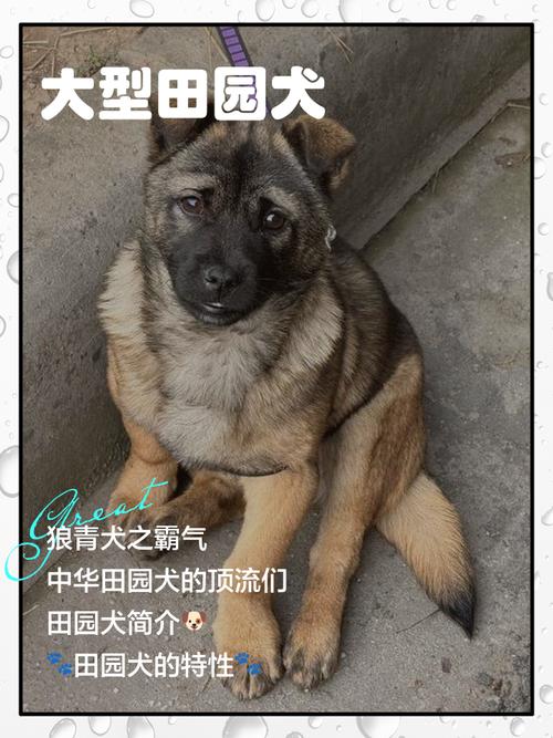 100斤左右有哪些肉狗品种？-图1