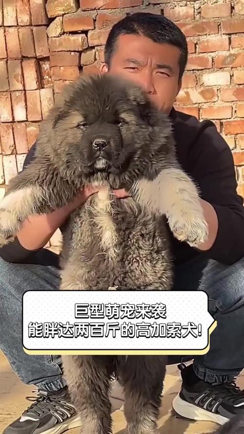 100斤左右有哪些肉狗品种？-图2