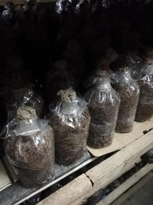 草菇种植技术要点有哪些？-图2