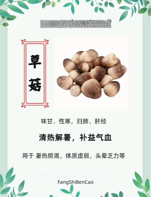 草菇种植技术要点有哪些？-图3