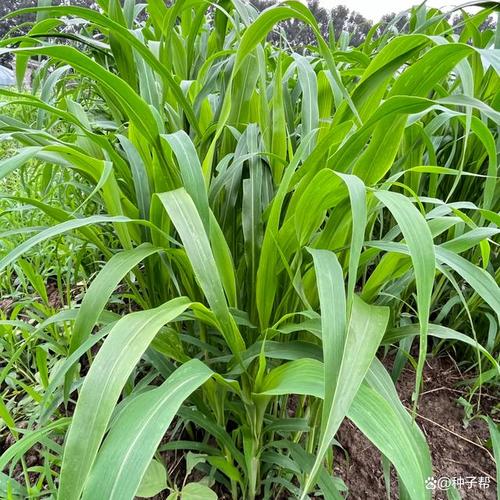 高蛋白牧草品种及图片-图3