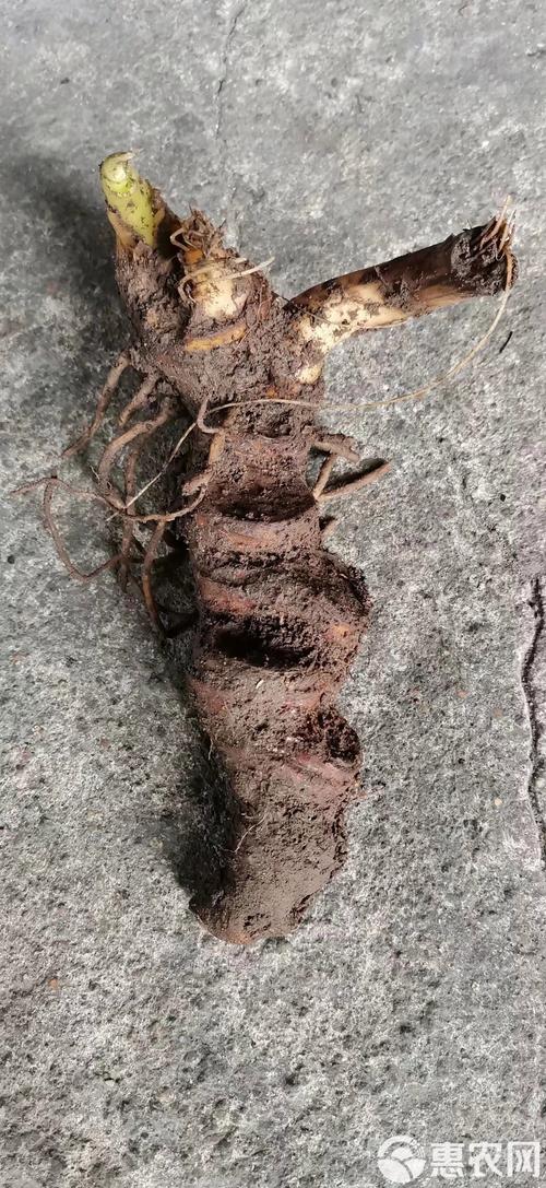 七叶一枝花最新价格多少钱一斤？-图1