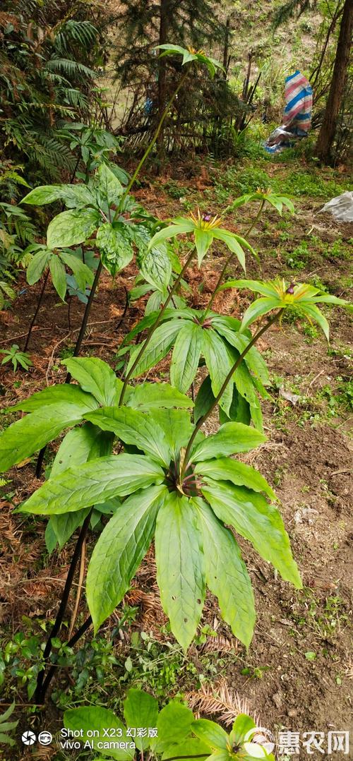 七叶一枝花最新价格多少钱一斤？-图2