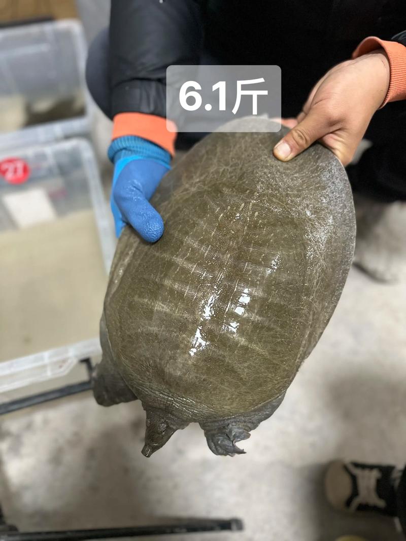 甲鱼价格多少钱一斤？-图1