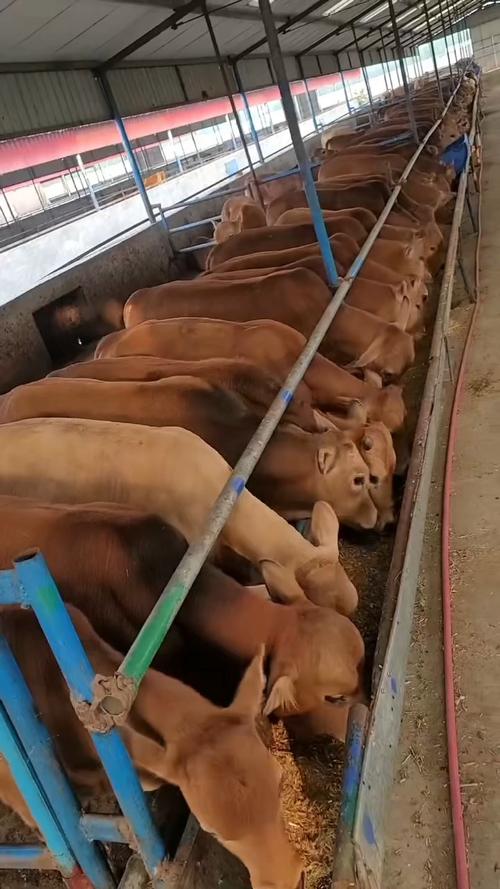 东北养肉牛，什么品种最合适？-图1