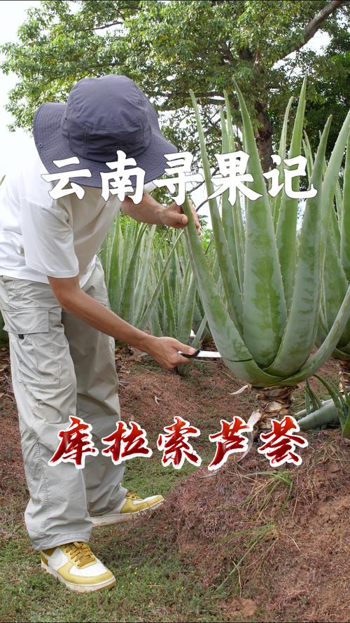 芦荟品种图片有哪些？-图2