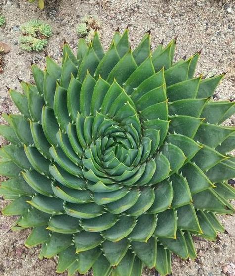 芦荟品种图片有哪些？-图3