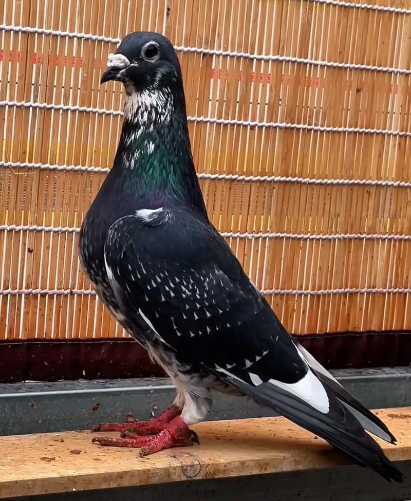 哪种鸽子是世界上最重的品种？-图1