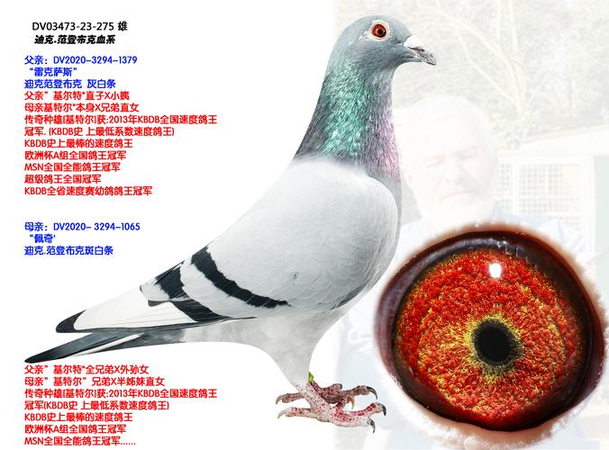 哪种鸽子是世界上最重的品种？-图2