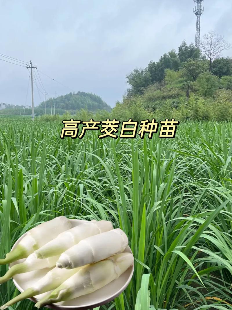 高产茭白种植技术视频-图2