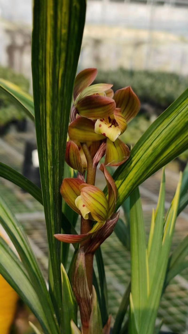 兰花最好的品种是那种-图1