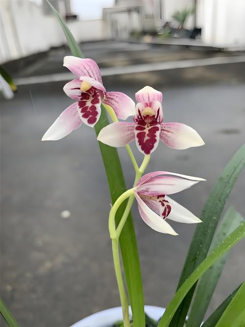 兰花最好的品种是那种-图2