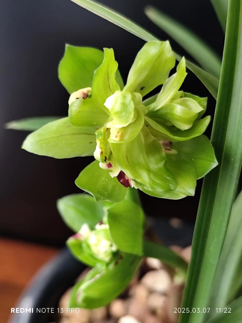 兰花最好的品种是那种-图3