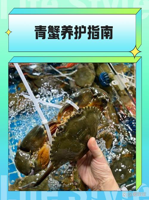 国外青蟹养殖技术视频有哪些关键要点？-图1