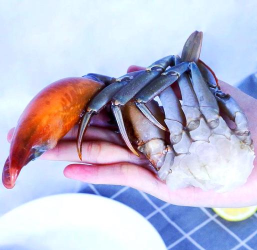 国外青蟹养殖技术视频有哪些关键要点？-图2