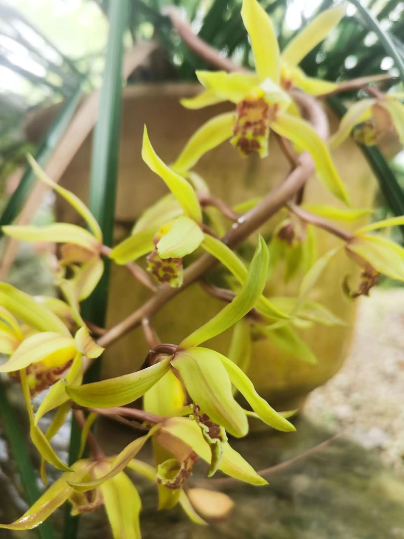 惠兰名贵品种有哪些？-图1