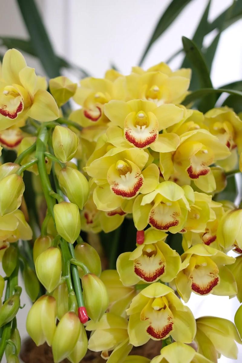 惠兰名贵品种有哪些？-图2