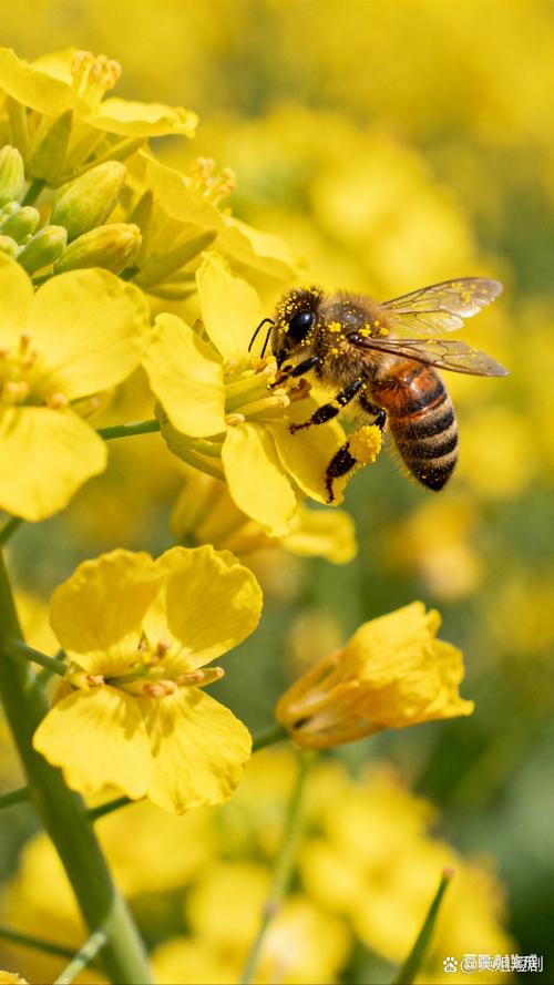 中蜜一号蜂王价格多少？不同规格有何差异？-图2