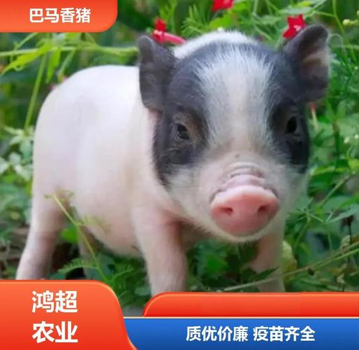 哪些猪品种适合放养？-图1