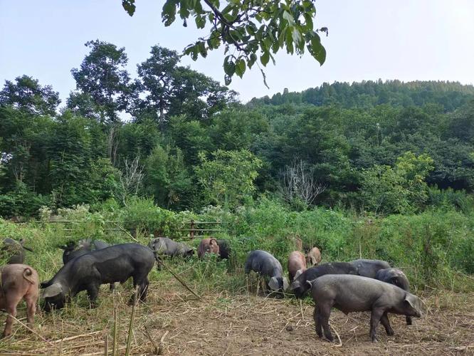 哪些猪品种适合放养？-图2