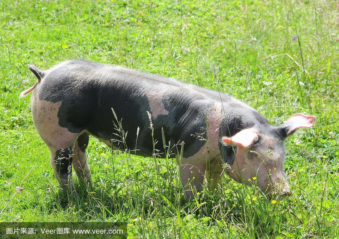 猪如何吃草？养殖技术要点有哪些？-图2
