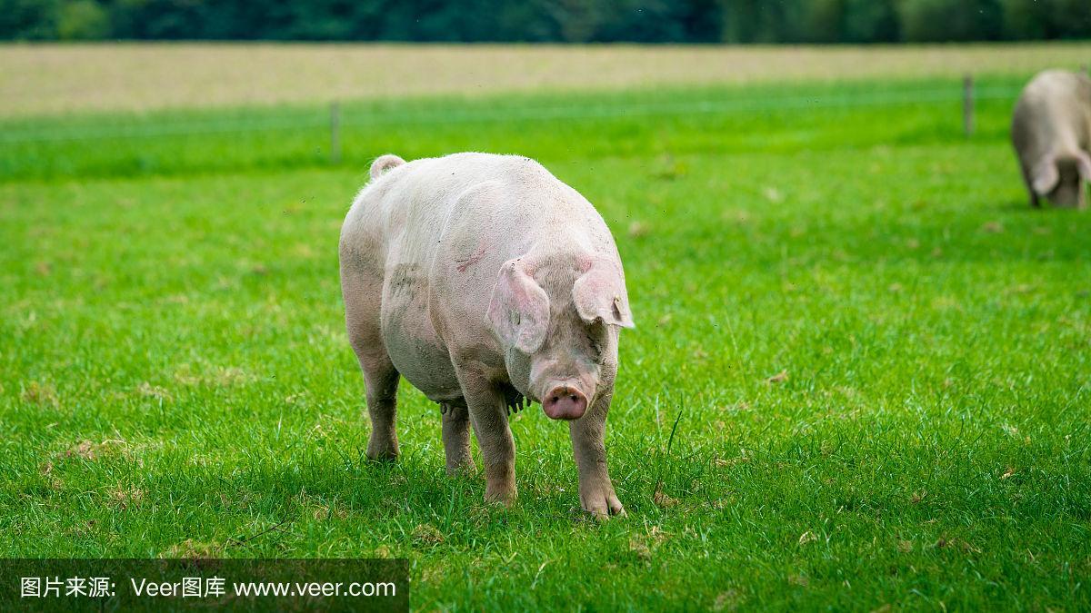 猪如何吃草？养殖技术要点有哪些？-图1