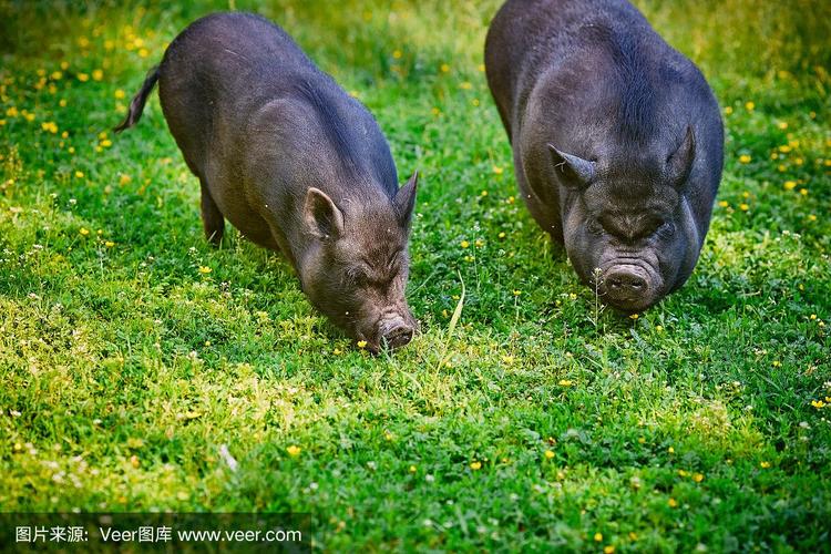 猪如何吃草？养殖技术要点有哪些？-图3