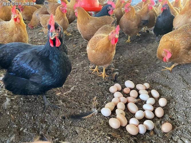 什么土鸡品种下蛋量最多？-图1