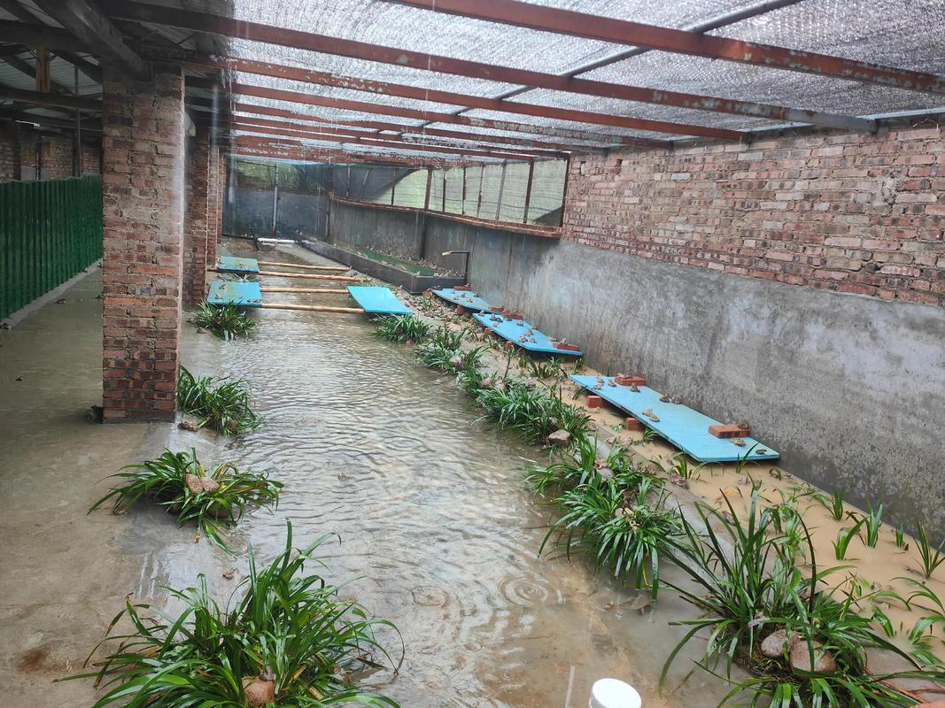 石蛙天然养殖技术视频有哪些关键要点？-图1