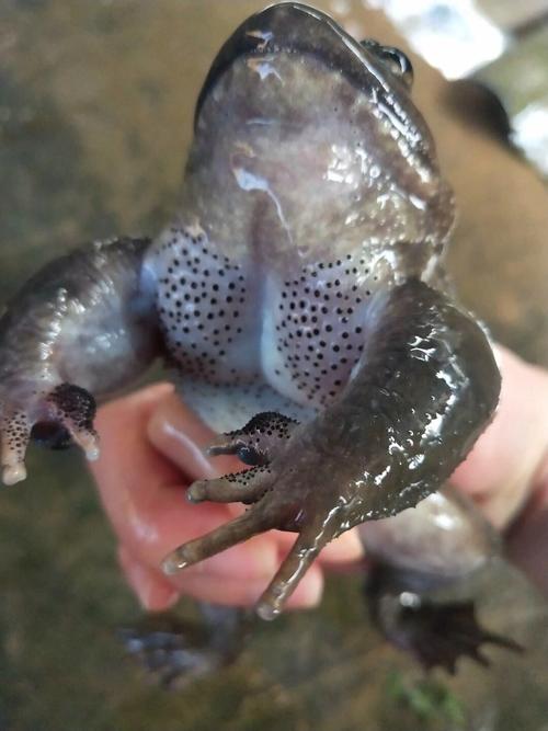 石蛙天然养殖技术视频有哪些关键要点？-图3