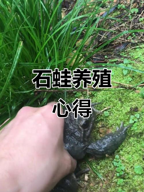 石蛙天然养殖技术视频有哪些关键要点？-图2