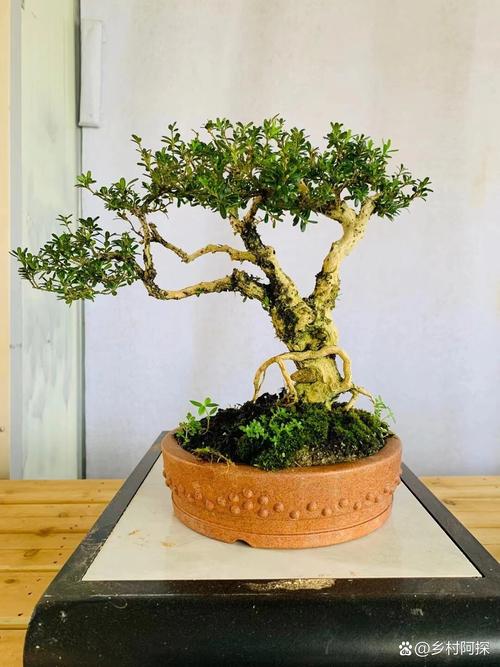 什么品种的黄杨树值钱-图1