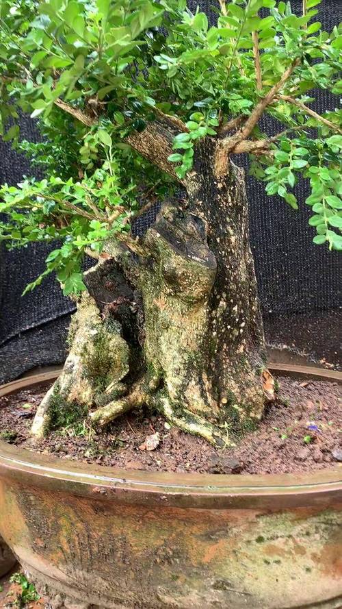 什么品种的黄杨树值钱-图2