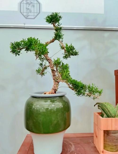 什么品种的黄杨树值钱-图3