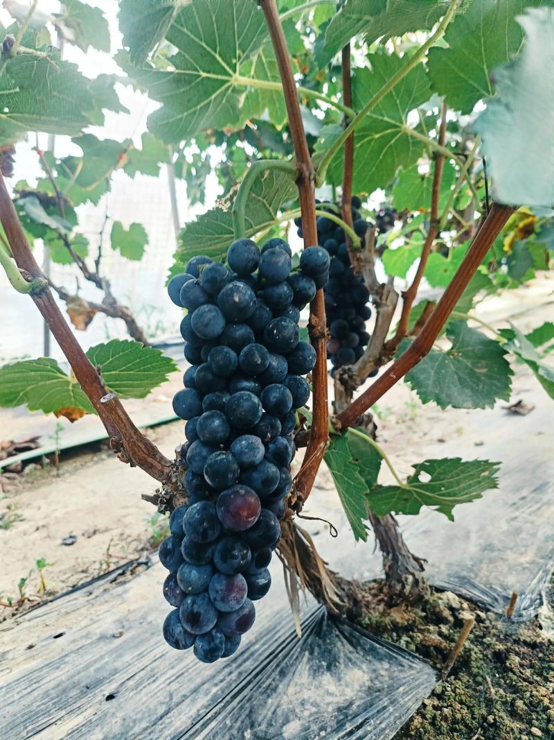 夏黑葡萄种植视频，关键技巧有哪些？-图1