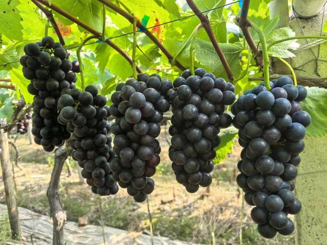 夏黑葡萄种植视频，关键技巧有哪些？-图2