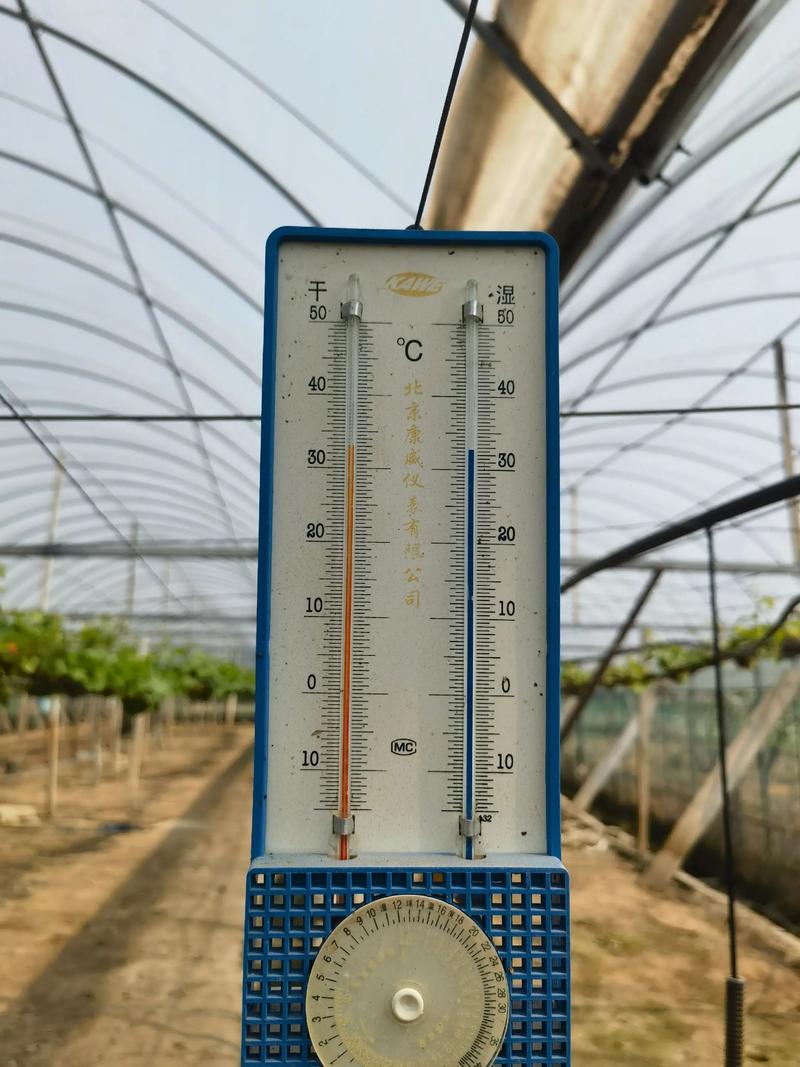 夏黑葡萄种植视频，关键技巧有哪些？-图3