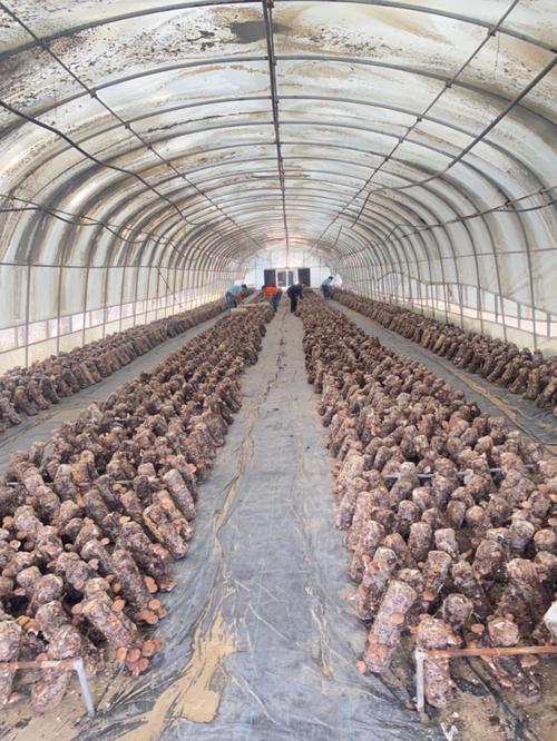 哪里能学香菇种植技术？-图1
