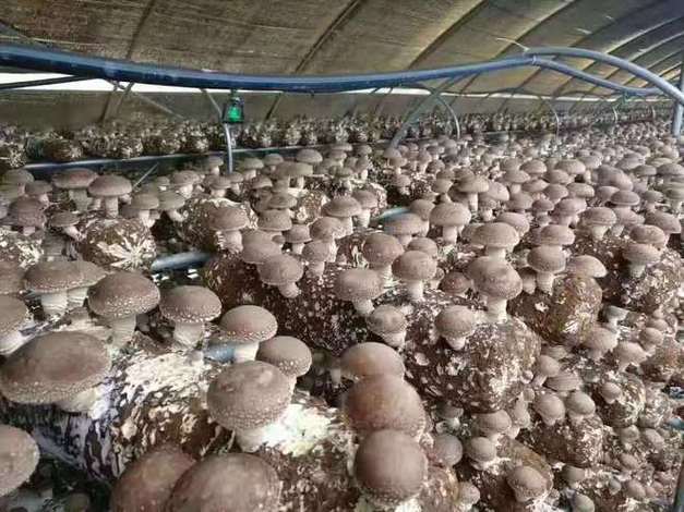 哪里能学香菇种植技术？-图2