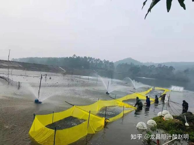 加州鲈水花的养殖技术-图1