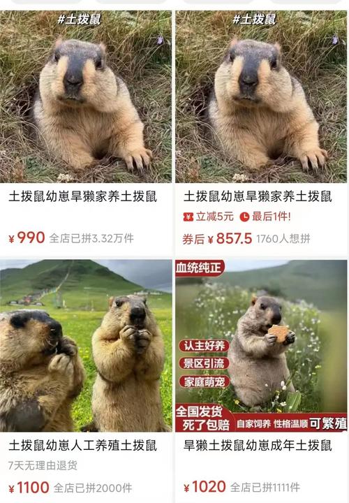 四川竹鼠现在一斤多少钱？-图1