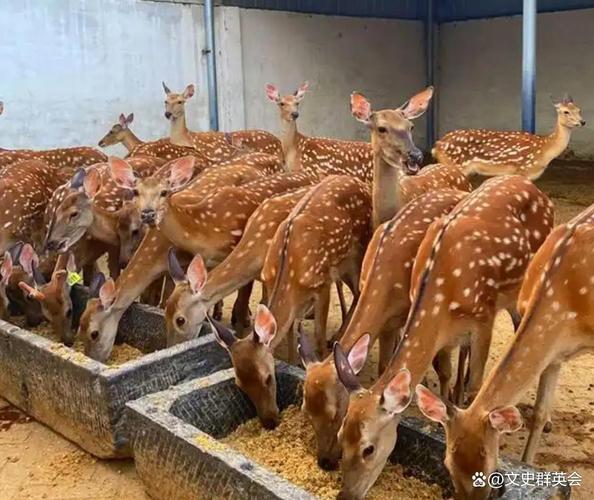 活鹿价格究竟多少钱一斤？-图1