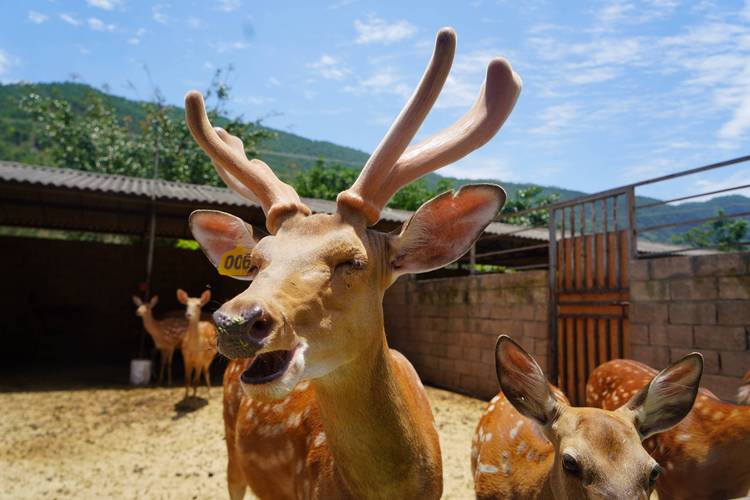 活鹿价格究竟多少钱一斤？-图2