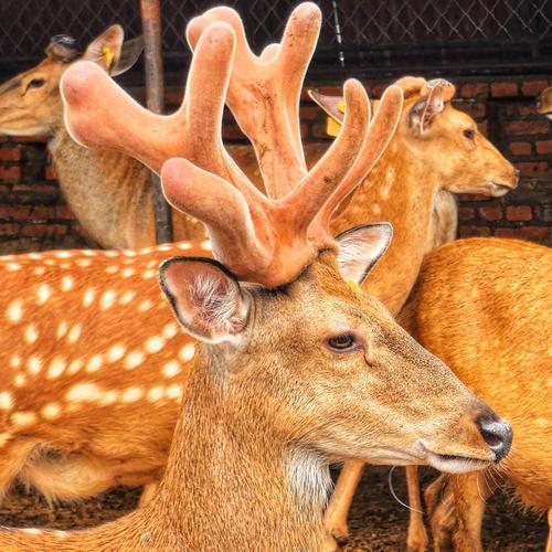 活鹿价格究竟多少钱一斤？-图3