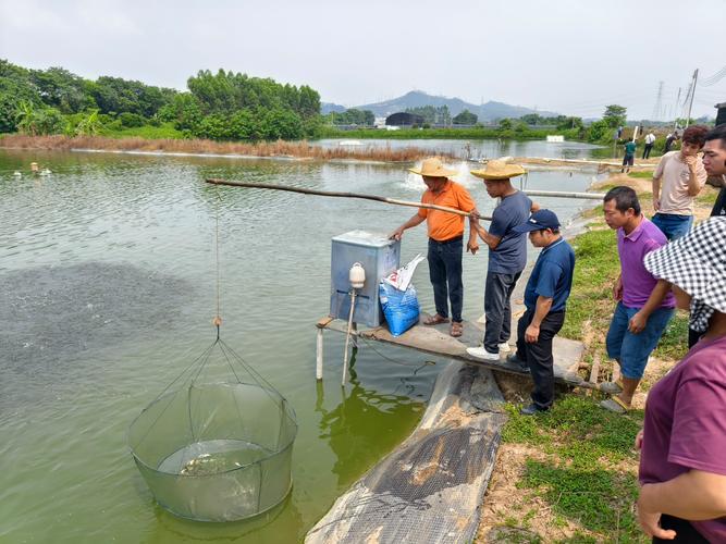 鲫鱼人工繁殖技术视频怎么学？-图1