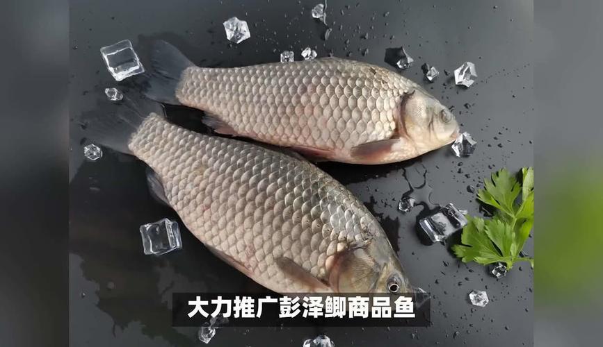 鲫鱼人工繁殖技术视频怎么学？-图2