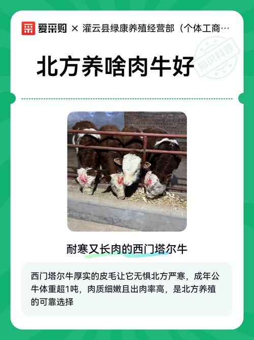 北方养肉牛，哪个品种最合适？-图2