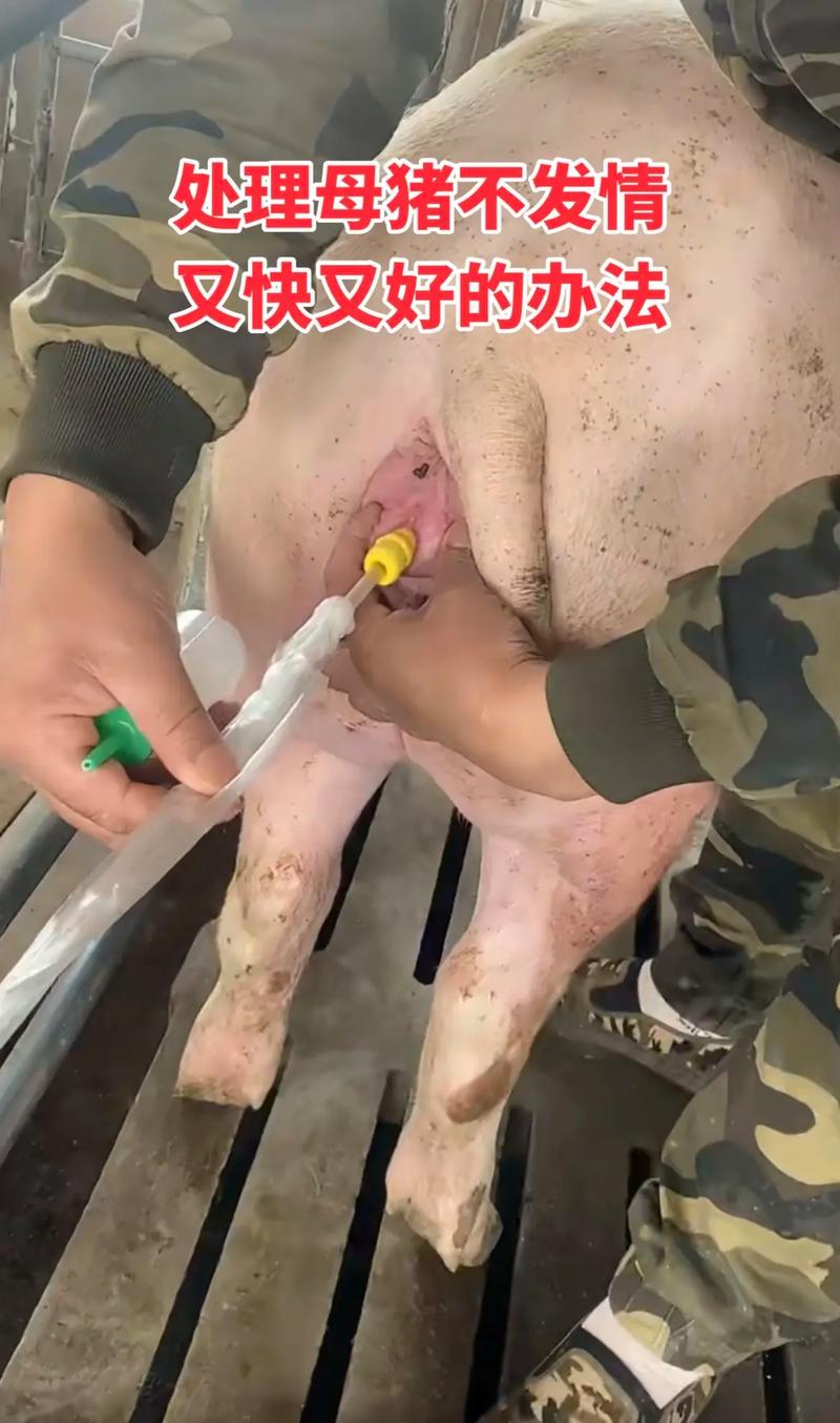 哺乳母猪饲养管理有何关键技术？-图3